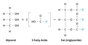 dry fast fat molecule
