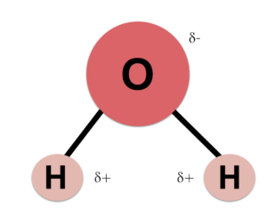 dry fasting water molecule